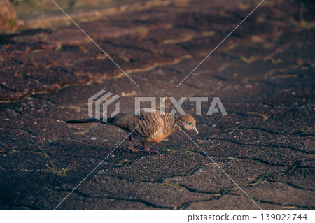 Zebra Dove foraging on a patterned stone walkway during golden hour, featuring warm tones, fine feather detail, and a shallow depth of field that enhances the subject against a muted backdrop. Zebra Dove foraging on a patterned stone walkway during golden hour, featuring warm tones, fine feather detail, and a shallow depth of field that enhances the subject against a muted backdrop. 139022744