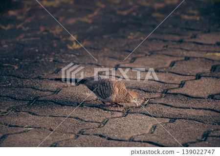Zebra Dove foraging on patterned pavement in soft natural light, showcasing delicate feather markings and calm urban wildlife behavior in a tranquil outdoor setting. 139022747