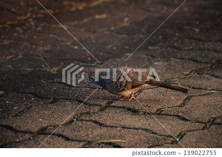 Zebra Dove moving along interlocking pavement under warm sunset light, displaying detailed barred plumage and natural ground behavior, tranquil urban wildlife moment with soft focus background Zebra Dove moving along interlocking pavement under warm sunset light, displaying detailed barred plumage and natural ground behavior, tranquil urban wildlife moment with soft focus background 139022755