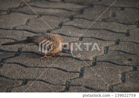 Zebra Dove pecking along interlocking pavement joints, captured in soft ambient light, emphasizing fine feather patterns and natural feeding behavior in a calm outdoor urban environment Zebra Dove pecking along interlocking pavement joints, captured in soft ambient light, emphasizing fine feather patterns and natural feeding behavior in a calm outdoor urban environment 139022759