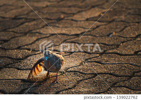 Zebra Dove spreading wing on textured pavement in warm golden light, revealing glowing feathers and dynamic posture, artistic urban wildlife scene with strong contrast and soft background Zebra Dove spreading wing on textured pavement in warm golden light, revealing glowing feathers and dynamic posture, artistic urban wildlife scene with strong contrast and soft background 139022762