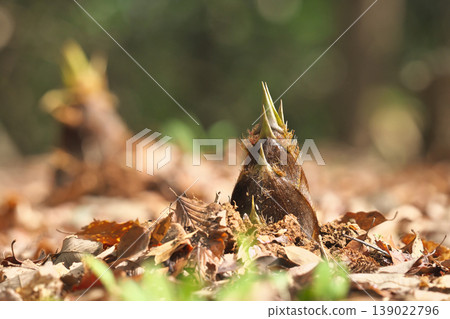 Bamboo shoots Bamboo shoots 139022796
