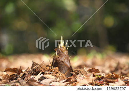 Bamboo shoots Bamboo shoots 139022797