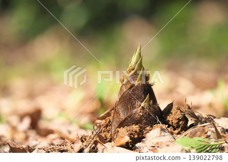 Bamboo shoots 139022798