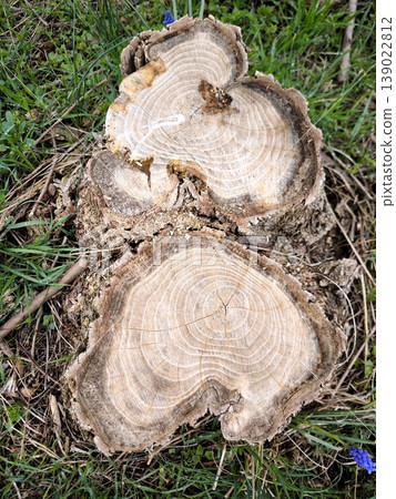 Annual rings on a cross-section of an old stump in the grass Annual rings on a cross-section of an old stump in the grass 139022812