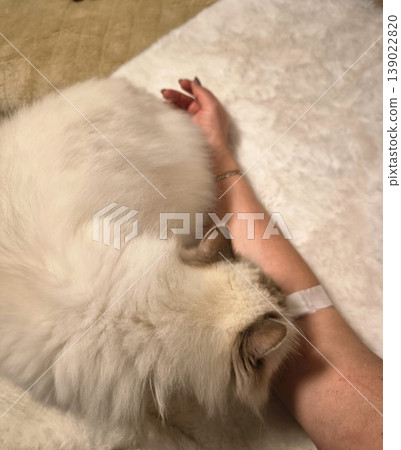 A domestic cat lies in the arms of its owner after being hospitalized. A domestic cat lies in the arms of its owner after being hospitalized. 139022820