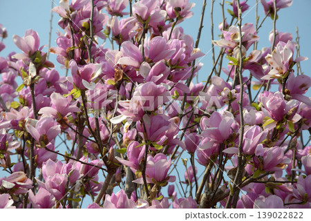玉蘭花(花型) 玉蘭花(花型) 139022822