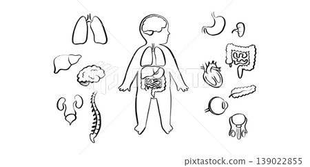 Organ Systems Sketch Organ Systems Sketch 139022855