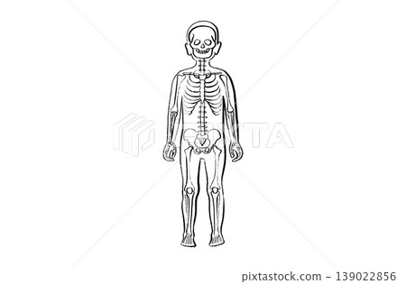 Organ Systems Sketch Organ Systems Sketch 139022856