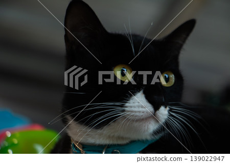 Close-up portrait of a black and white cat with bright yellow eyes, soft indoor light, curious expression and cozy home atmosphere. Close-up portrait of a black and white cat with bright yellow eyes, soft indoor light, curious expression and cozy home atmosphere. 139022947