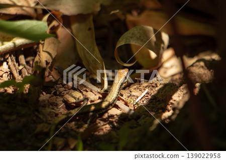 Small lizard on forest floor with dry leaves and sunlight, natural camouflage and wildlife habitat in warm tropical environment. Small lizard on forest floor with dry leaves and sunlight, natural camouflage and wildlife habitat in warm tropical environment. 139022958