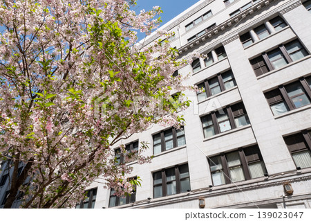 Cherry blossoms blooming on a building street Cherry blossoms blooming on a building street 139023047