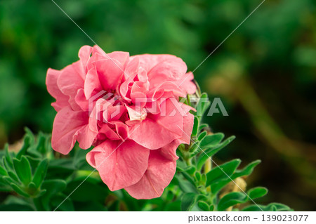 Soft pink double petunia flower blooming in garden with green leaves background. Close-up delicate floral beauty, natural spring and summer blossom concept. Soft pink double petunia flower blooming in garden with green leaves background. Close-up delicate floral beauty, natural spring and summer blossom concept. 139023077