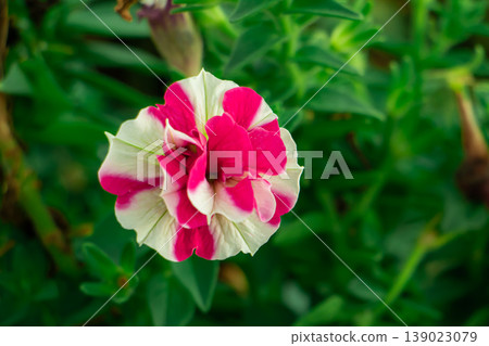 Pink and white petunia flower in bloom with green leaves background. Close-up of vibrant garden blossom, natural floral beauty, spring and summer nature concept. Pink and white petunia flower in bloom with green leaves background. Close-up of vibrant garden blossom, natural floral beauty, spring and summer nature concept. 139023079