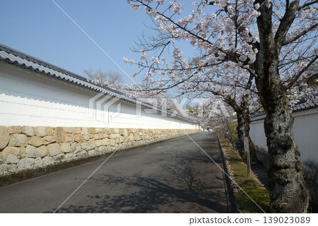 春日的觀修寺:白土牆與櫻花,京都會山科區觀修寺仁王道町 春日的觀修寺:白土牆與櫻花,京都會山科區觀修寺仁王道町 139023089