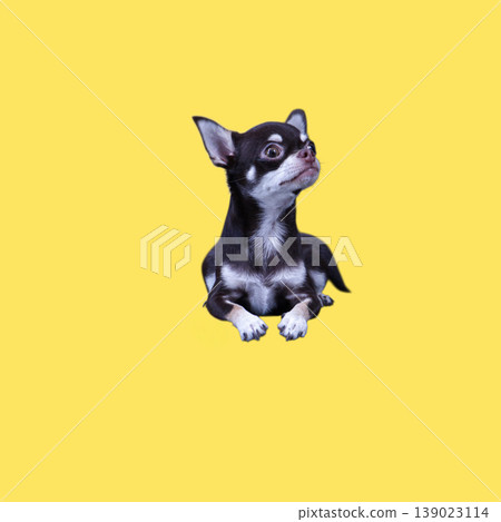 Brown and white chihuahua lying down and looking aside on bright yellow background. Clean studio pet portrait with curious expression and copy space for advertising and branding. Brown and white chihuahua lying down and looking aside on bright yellow background. Clean studio pet portrait with curious expression and copy space for advertising and branding. 139023114