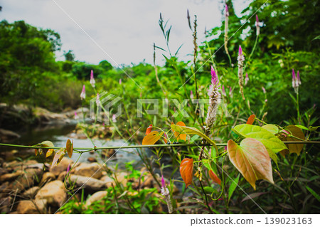 Wild tropical plants with colorful leaves and small flowers growing beside a natural stream. Lush green vegetation representing biodiversity, freshness and untouched nature. 139023163