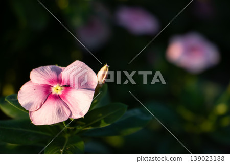 Single pink periwinkle flower with bud in warm sunlight against dark green background. Natural floral copy space for spring, summer and romantic design themes. Single pink periwinkle flower with bud in warm sunlight against dark green background. Natural floral copy space for spring, summer and romantic design themes. 139023188