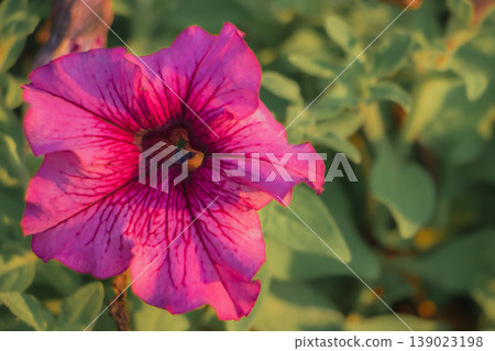 Vibrant pink petunia flower with detailed vein patterns in warm sunlight and soft green bokeh background. Colorful ornamental bloom symbolizing spring, freshness and garden beauty. Vibrant pink petunia flower with detailed vein patterns in warm sunlight and soft green bokeh background. Colorful ornamental bloom symbolizing spring, freshness and garden beauty. 139023198