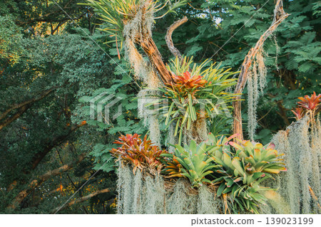 Tropical bromeliad plants and hanging Spanish moss growing on tree branches in lush green garden. Exotic botanical composition symbolizing nature, biodiversity and tropical landscape design. Tropical bromeliad plants and hanging Spanish moss growing on tree branches in lush green garden. Exotic botanical composition symbolizing nature, biodiversity and tropical landscape design. 139023199