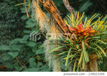 Close-up of tropical bromeliad plant with hanging Spanish moss on tree branch. Lush green botanical texture in exotic garden, symbolizing biodiversity and natural landscape design. Close-up of tropical bromeliad plant with hanging Spanish moss on tree branch. Lush green botanical texture in exotic garden, symbolizing biodiversity and natural landscape design. 139023200