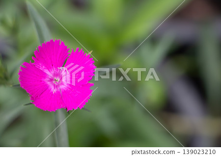 Bright pink dianthus flower in close up with soft green bokeh background, delicate fringed petals in natural daylight, vibrant garden bloom in spring and summer. Bright pink dianthus flower in close up with soft green bokeh background, delicate fringed petals in natural daylight, vibrant garden bloom in spring and summer. 139023210