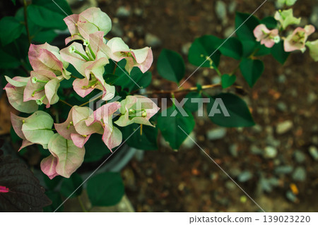 Soft pink bougainvillea flowers with green leaves in natural light. Tropical ornamental plant with delicate petals and blurred garden background, perfect for nature and floral themes. Soft pink bougainvillea flowers with green leaves in natural light. Tropical ornamental plant with delicate petals and blurred garden background, perfect for nature and floral themes. 139023220