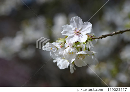 Amagi Yoshino Cherry Blossoms 139023257