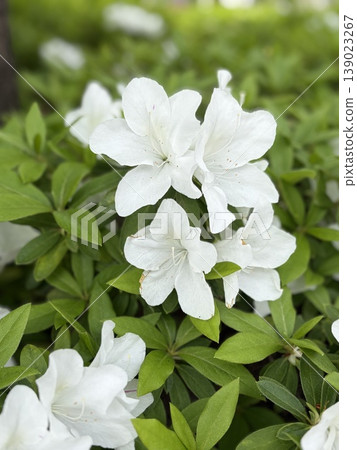 白花 白花 139023267