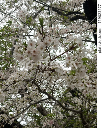 Cherry Blossoms Cherry Blossoms 139023277