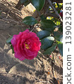 紅山茶花 139023281