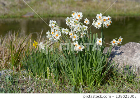 Narcissus of the waterfront Narcissus of the waterfront 139023305