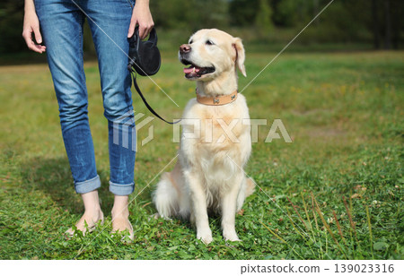 Owner woman walking with her Golden Retriever dog on leash in summer park 139023316