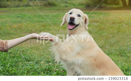 Happy owner young woman feeding Golden Retriever dog on the grass together in summer park 139023318