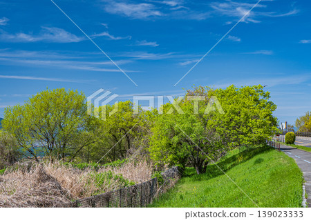 Fresh green trees along the shores of Lake Biwa, Kusatsu City Fresh green trees along the shores of Lake Biwa, Kusatsu City 139023333