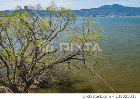 Lake Biwa shoreline scenery: Trees with new buds, Kusatsu City 139023335