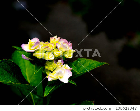 Hydrangea season in Japan in June 139023348