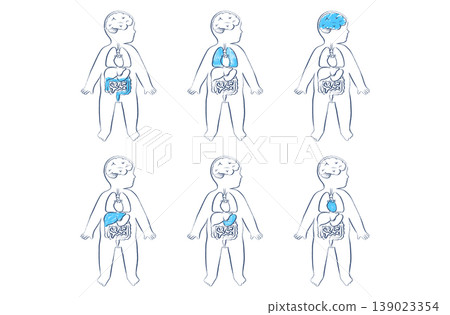 Organ Systems Sketch Organ Systems Sketch 139023354