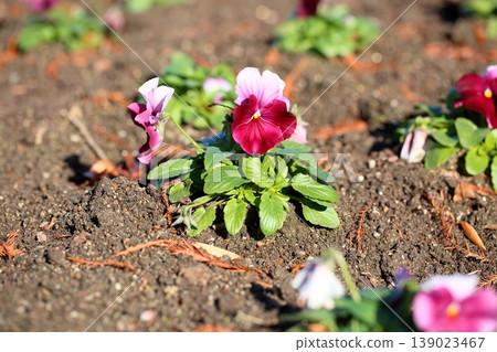 Cute viola flower Cute viola flower 139023467