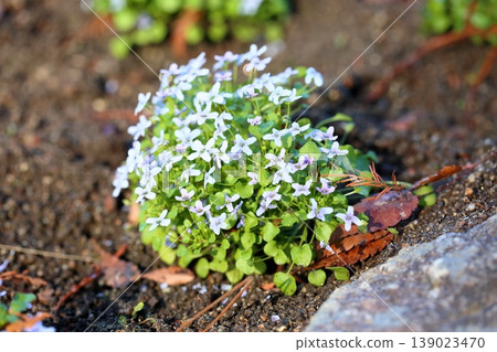 紫羅蘭花 紫羅蘭花 139023470