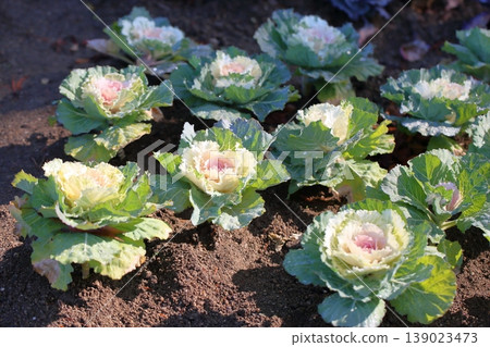 Habotan flowers Habotan flowers 139023473