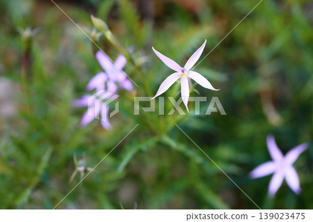Isotma花 139023475