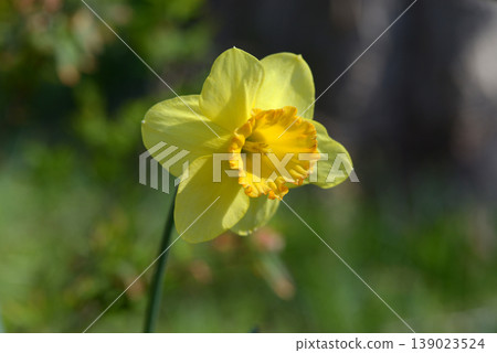小號水仙花 小號水仙花 139023524