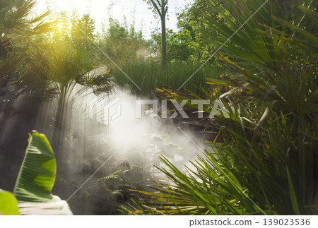 Morning in the jungle with the rays of the sun 139023536