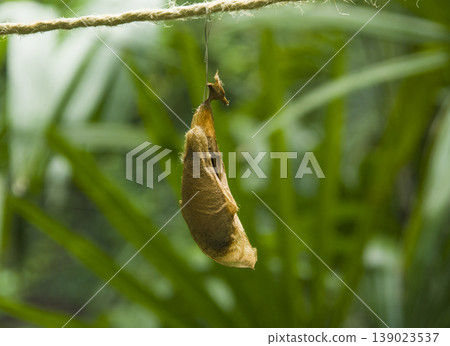 butterfly pupa hanging on a thread butterfly pupa hanging on a thread 139023537