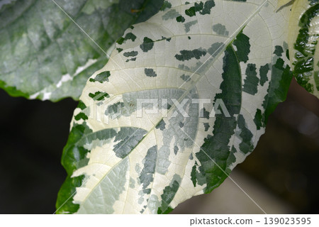 榕樹（Ficus aspera）－葉片圖案 139023595