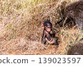 Baboons in Samburu national reserve 139023597