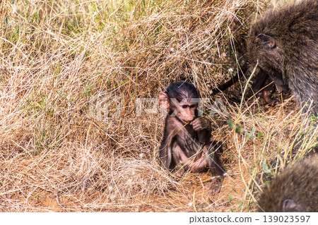 Baboons in Samburu national reserve Baboons in Samburu national reserve 139023597