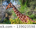 Reticulated Giraffe in the Samburu National Reserve 139023598