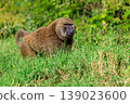 Baboon in Lake Nakuru national park 139023600